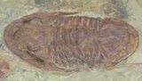 Ordovician Asaphellus Trilobite - Morocco #55150-3